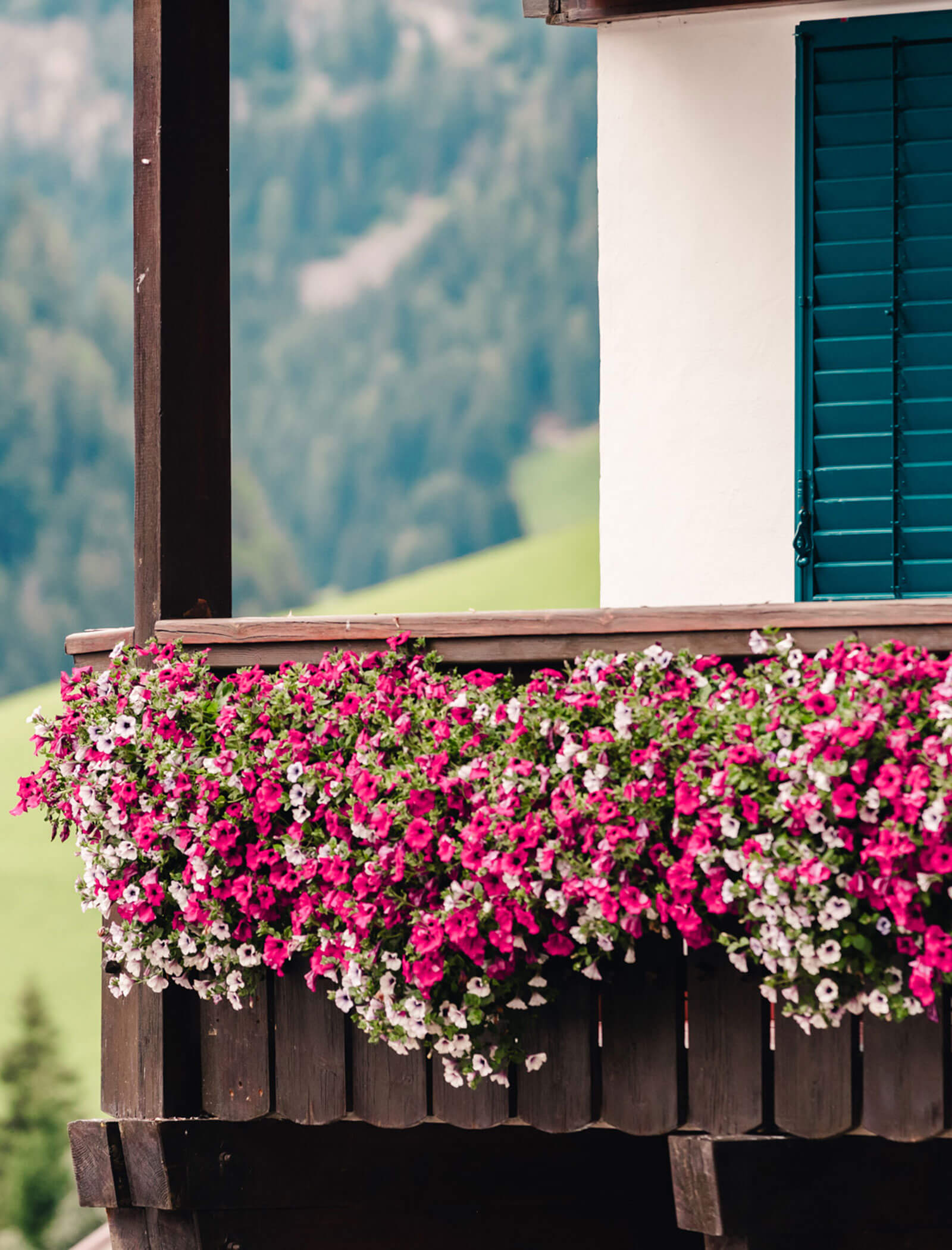Holzbalkon mit rosa und weißen Blumen, grünen Hügeln und einem Fenster mit blauen Fensterläden im Hintergrund. - Hotel Kristiania